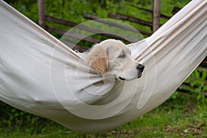 Dog rest in hammock