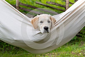 Dog rest in hammock