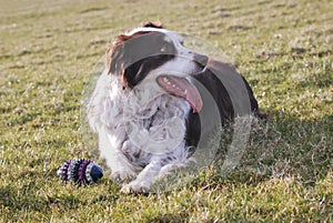 El perro está descansando 