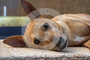 Dog resting and with alert ears