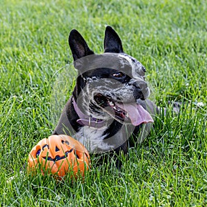 Dog Playing With Toy