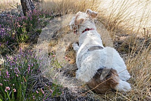 Dog resting on a barley field