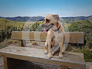 Dog resting on bench