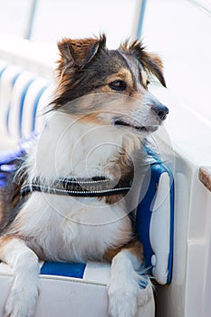 Dog resting on a boat in the summer