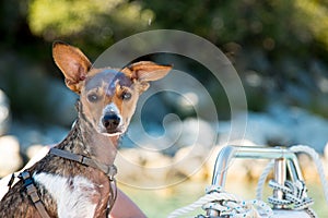 Dog resting on a boat in the summer