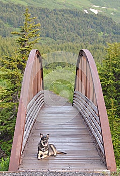 Dog resting on bridge