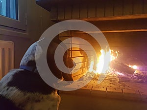 Dog resting at the fireplace looking at the fire.
