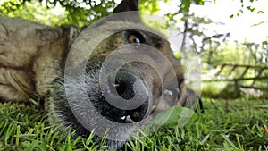 dog resting on the grass