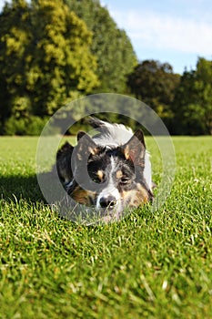 Dog resting in grass