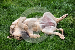 Dog resting on grass
