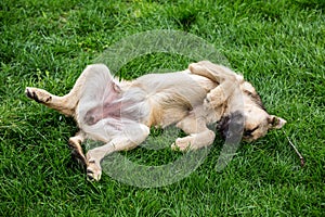Dog resting on grass