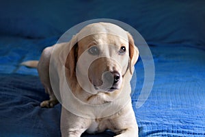 Dog is resting at home. Photo of yellow labrador retriever dog posing and resting on bed for photo shoot. Portrait of labrador.