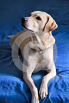 Dog is resting at home. Photo of yellow labrador retriever dog posing and resting on bed for photo shoot. Portrait of labrador.