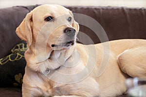 Dog is resting at home. Yellow labrador retriever dog laying in the bed. A beautiful dog enjoys on bed, in the living room.