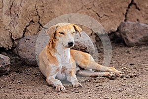 Dog resting in Masai village