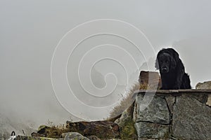 Dog resting near a mountain shelter