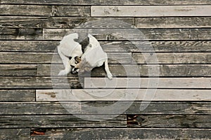 Dog resting on old wooden flor