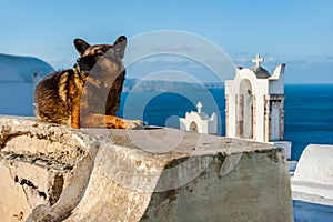 Dog Resting in One of Iconic Churches in Santorini, Greece