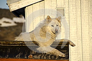 Dog resting over a wooden estructure photo