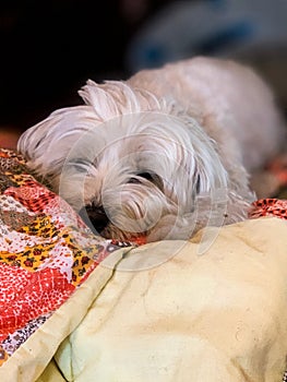Dog resting peacefully over blanket