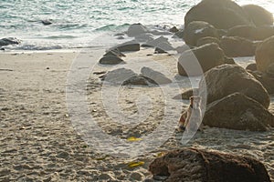 dog resting relaxing on tropical sand beach seashore seaside