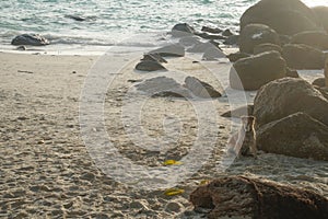 dog resting relaxing on tropical sand beach seashore seaside