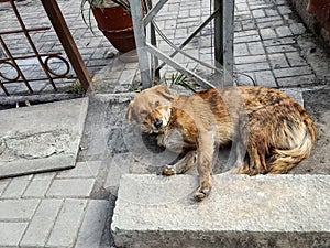 A dog resting on roadside.