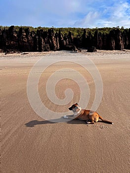 Dog resting on the sand at the beach
