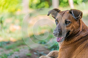 Dog resting in the shade