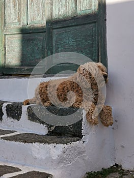 A dog resting on the stairs in shade at the entrance to the old house during a hot day