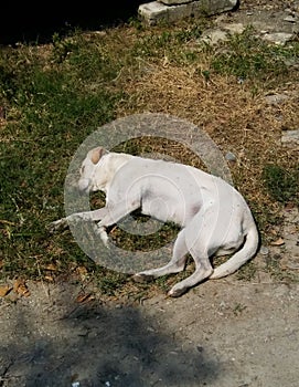 Dog resting and take sunbathe on grass.