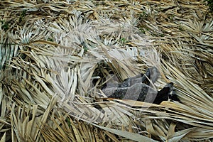 Dog resting in tobacco farm, Vinales