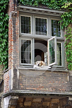 Dog resting on a window