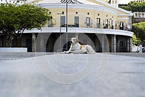 Dog rests in Mercado Modelo square, Salvador\'s tourist spot.UARENTENA Igreja Bonfim, Rio Vermelho photo