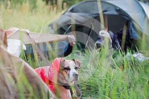 A dog rests in a sleeping bag in front of a canoe boat at camping site.