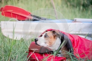 A dog rests in a sleeping bag in front of a canoe boat at camping site.