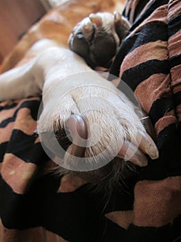 Dog Paws On A Striped Blanket.