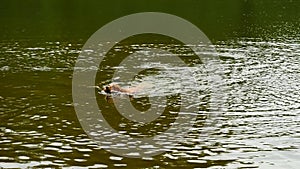 Dog retrieve stick. Golden Retriever dog jump and swimming in waters of lake just head