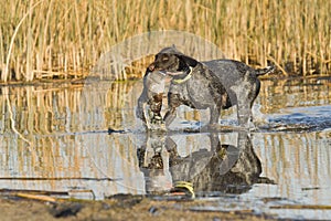 Dog Retrieving a duck