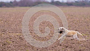 Dog retrieving a Pheasant