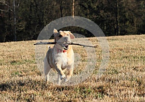 Dog retrieving a stick