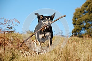 Dog retrieving a stick in Australian bush