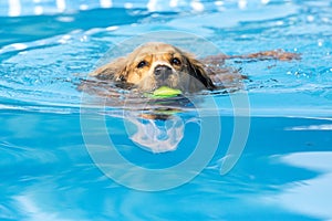 Dog retrieving a toy and playing in pool photo