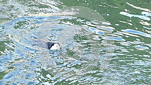 Dog retrivees tennis ball in the water