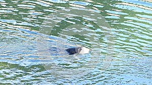 Dog retrivees tennis ball in the water