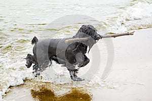 Dog returning with stick