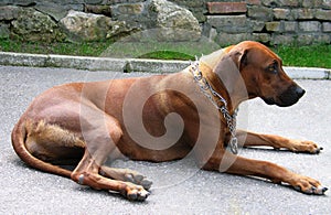 Dog Rhodesian Ridgeback