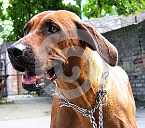 Dog Rhodesian Ridgeback