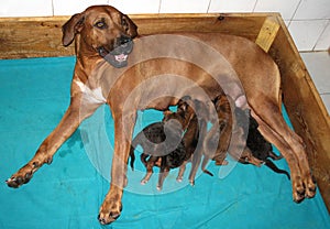 Dog Rhodesian Ridgeback