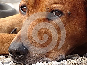 A dog, rhodesian ridgeback